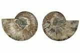 Cut & Polished, Agatized Ammonite Fossil - Madagascar #191619-1